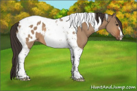 Horse Color:Bay Dun Tobiano Blanket