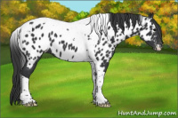 Horse Color:Black Tobiano Appaloosa 