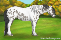 Horse Color:Grullo Tobiano Appaloosa Rabicano 