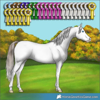 Horse Color:Black Splash Appaloosa Rabicano 