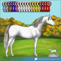 Horse Color:Bay Roan Splash Appaloosa Rabicano 