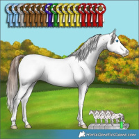 Horse Color:Bay Splash Appaloosa Rabicano 