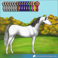 Horse Color:Blue Roan Splash Appaloosa Rabicano 