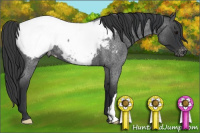 Horse Color:Blue Roan Near Fewspot 