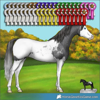 Horse Color:Black Splash Appaloosa 