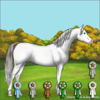 Horse Color:Blue Roan Splash Fewspot Rabicano 