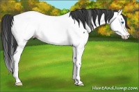 Horse Color:Black Splash Appaloosa 