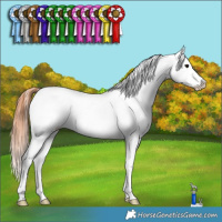 Horse Color:Bay Splash Appaloosa Rabicano 