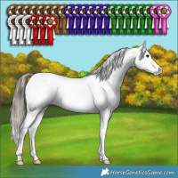 Horse Color:Black Splash Appaloosa Rabicano 