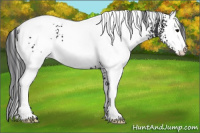 Horse Color:White Spotted Black