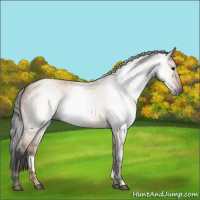 Horse Color:Gray Bay Roan Dun 