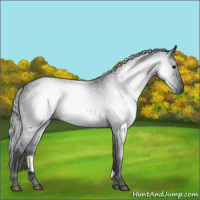 Horse Color:Gray Blue Roan