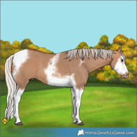 Horse Color:Silver Bay Dun Splash Tobiano Frame Brindle