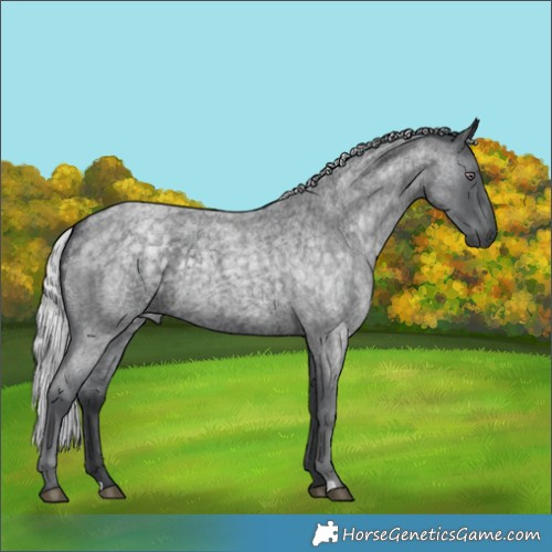 Horse Color:Silver Blue Chinchilla Roan 