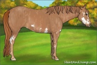 Horse Color:Chestnut Splash Frame Brindle