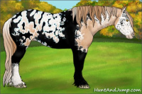 Horse Color:Bay Pearl Splash Tobiano Appaloosa 