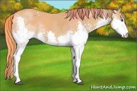 Horse Color:White Spotted Chestnut Splash 