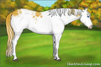 Horse Color:White Spotted Chestnut Splash