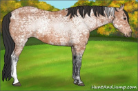 Horse Color:White Spotted Bay Ice