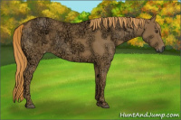 Horse Color:Chestnut Ice 