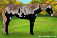 Horse Color:White Spotted Chestnut Ice Splash