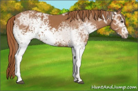 Horse Color:White Spotted Chestnut Ice 
