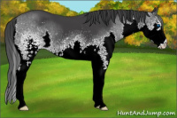 Horse Color:White Spotted Black Splash