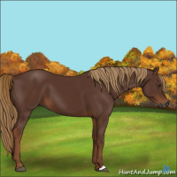 Horse Color:Gray Chestnut 