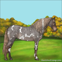 Horse Color:White Spotted Liver Red Roan 