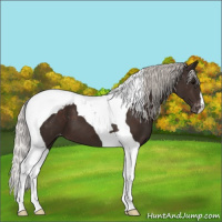 Horse Color:Silver Brown Tobiano Appaloosa 