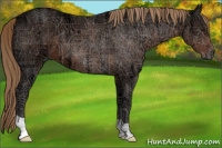 Horse Color:Liver Chestnut Ice 