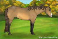 Horse Color:Buckskin Varnish 