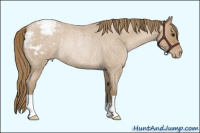 Horse Color:Blue Roan Pearl Appaloosa Rabicano 