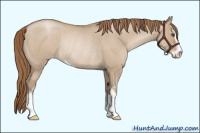 Horse Color:Grullo Roan Pearl Sabino Appaloosa Rabicano 