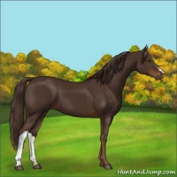Horse Color:Liver Chestnut 