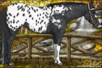Horse Color:Black Blanket 
