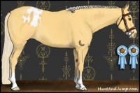 Horse Color:Palomino Splash Appaloosa  and Palomino 