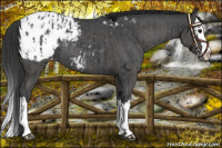 Horse Color:Blue Roan Splash Appaloosa and Blue Roan Splash Appaloosa