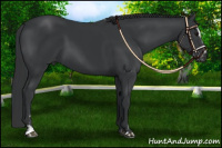 Horse Color:Black Sabino Varnish and Black Sabino