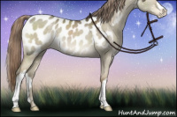 Horse Color:Chocolate Palomino Dun Appaloosa 