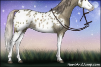 Horse Color:Chocolate Palomino Dun Splash Appaloosa 