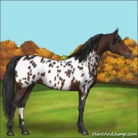 Horse Color:Brown Appaloosa 