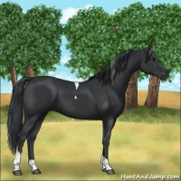 Horse Color:Black Tobiano 