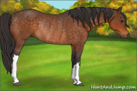 Horse Color:Buckskin Rabicano 