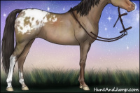 Horse Color:Liver Red Dun Appaloosa 