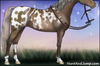 Horse Color:Silver Brown Appaloosa 