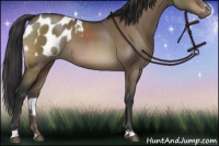 Horse Color:Brown Dun Sabino Appaloosa 