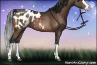 Horse Color:Bay Splash Appaloosa 