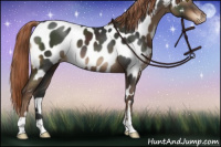 Horse Color:Liver Chestnut Appaloosa 