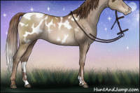 Horse Color:Brown Pearl Appaloosa